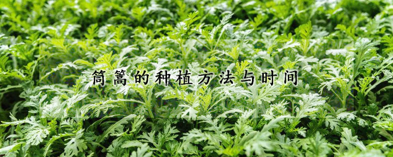 筒篙的種植方法與時間