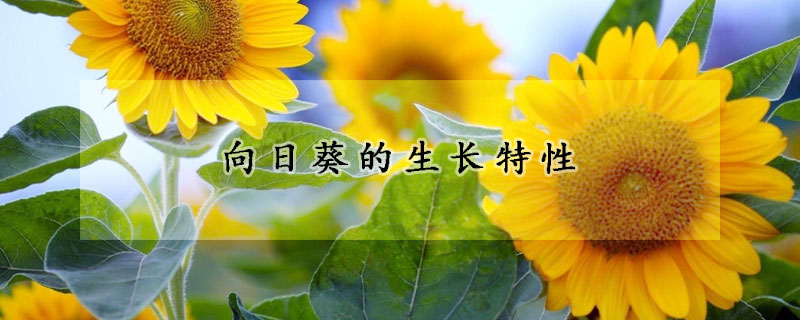 向日葵的生長(zhǎng)特性