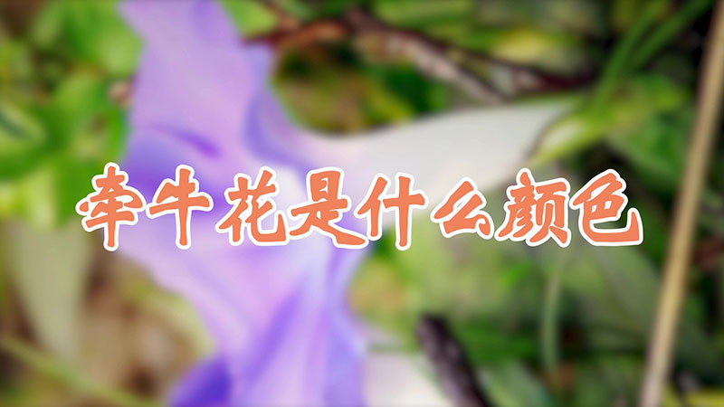 牽牛花是什么顏色