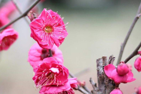 紅梅花的養殖方法和過冬