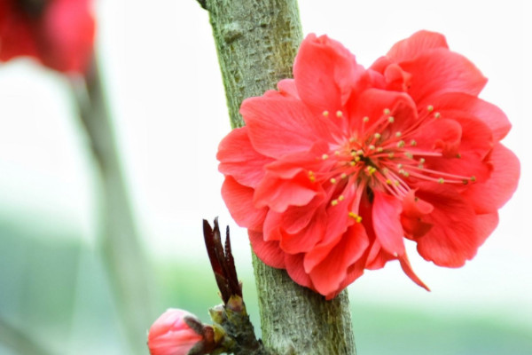 紅梅花的養殖方法和過冬