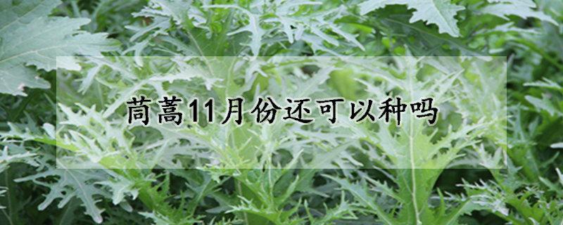 茼蒿11月份還可以種嗎