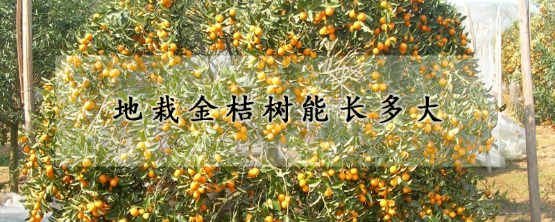 地栽金桔樹(shù)能長(zhǎng)多大