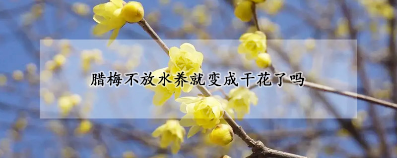 臘梅不放水養就變成干花了嗎