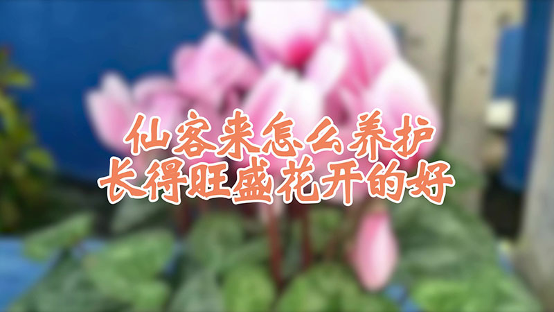 仙客來怎么養護長得旺盛花開的好