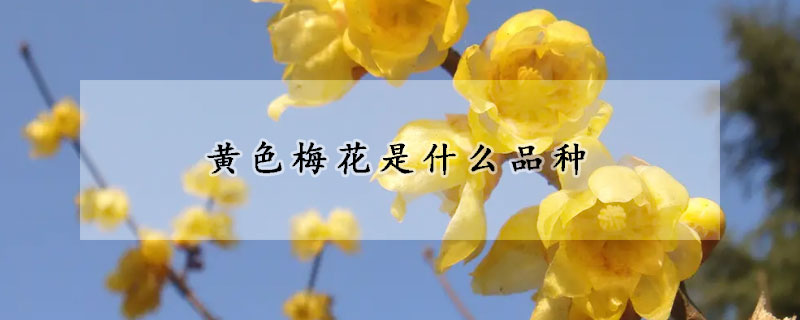 黃色梅花是什么品種