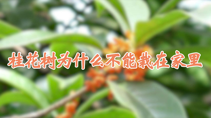 桂花樹為什么不能栽在家里