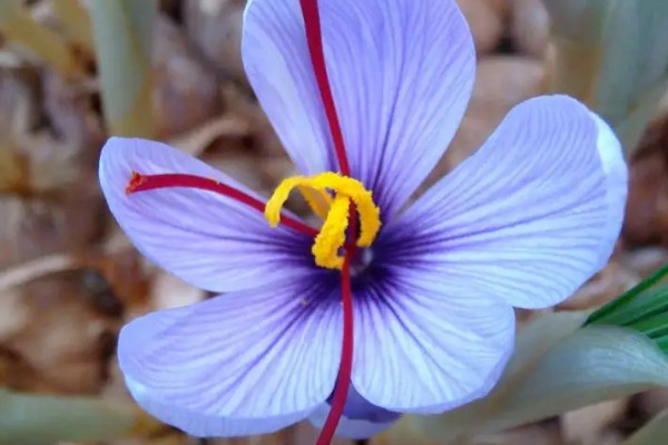 藏紅花只長葉不開花怎么回事