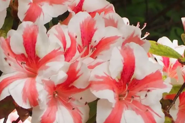 杜鵑花開花期間怎么管理