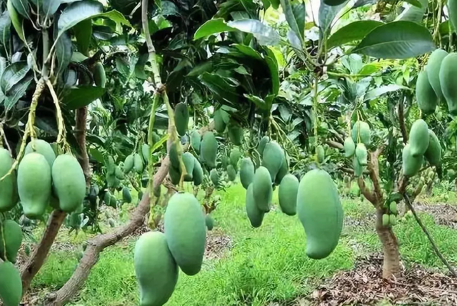 芒果樹如何種植？生態(tài)特點是什么？