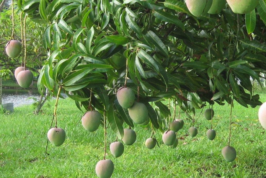 芒果樹如何種植？生態(tài)特點是什么？