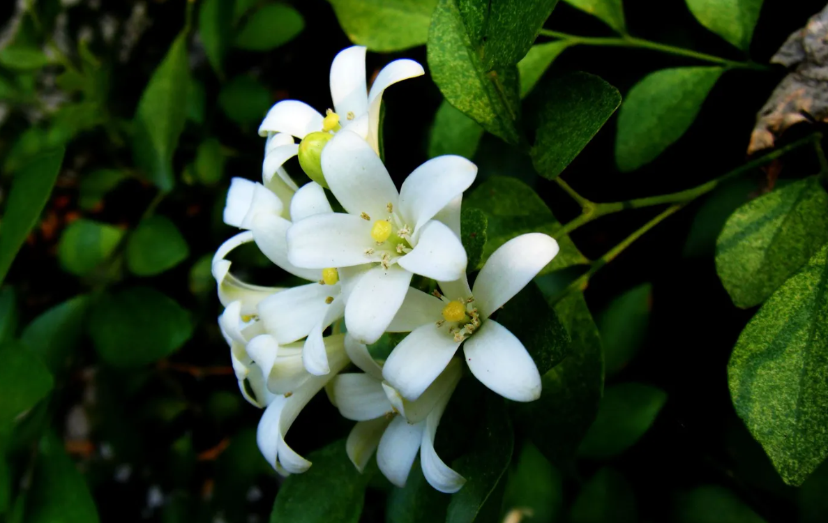 九里香種下后幾年開花？有哪些種植要求？