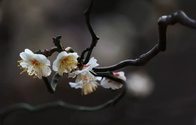 龍游梅對溫度和土壤有什么要求，花期在什么時候?