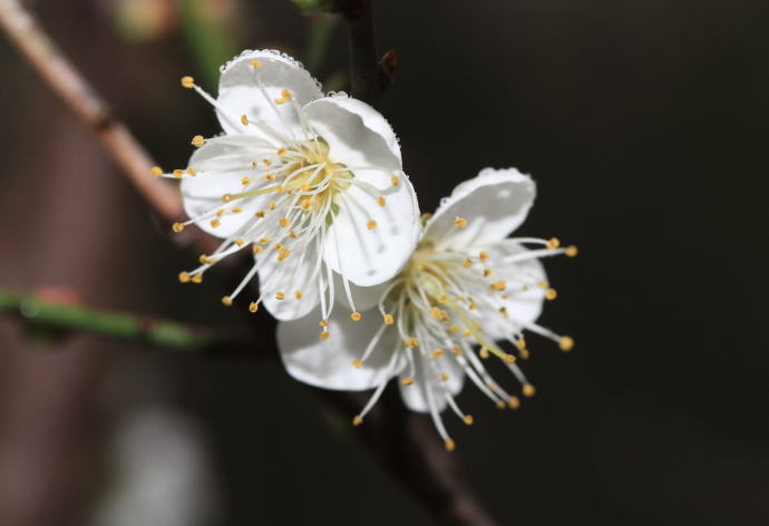  灑金梅對種植環(huán)境有什么要求，花期在什么時(shí)候?