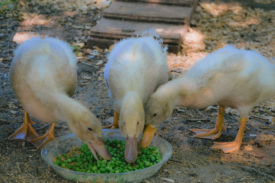 鴨子飼料中可以加入蜆肉嗎，有哪些營養?