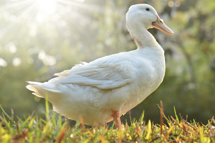 鴨子飼料中可以加入羽毛粉嗎，如何制作羽毛粉？