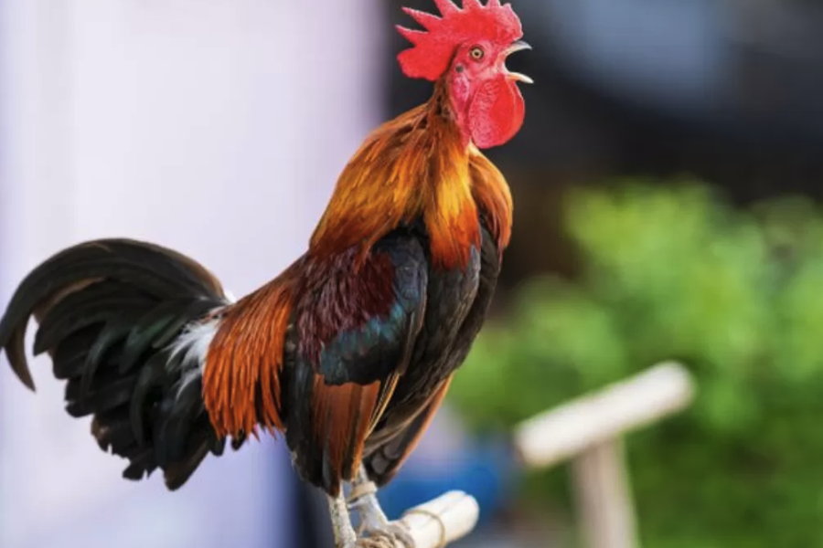 怎么分析雞的飼料營養成分？