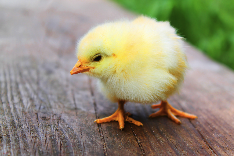 小雞羽毛粗糙飼料中加入泛酸有什么好處？