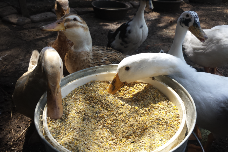 番鴨飼料中補充鈣質的飼料有什么食物？