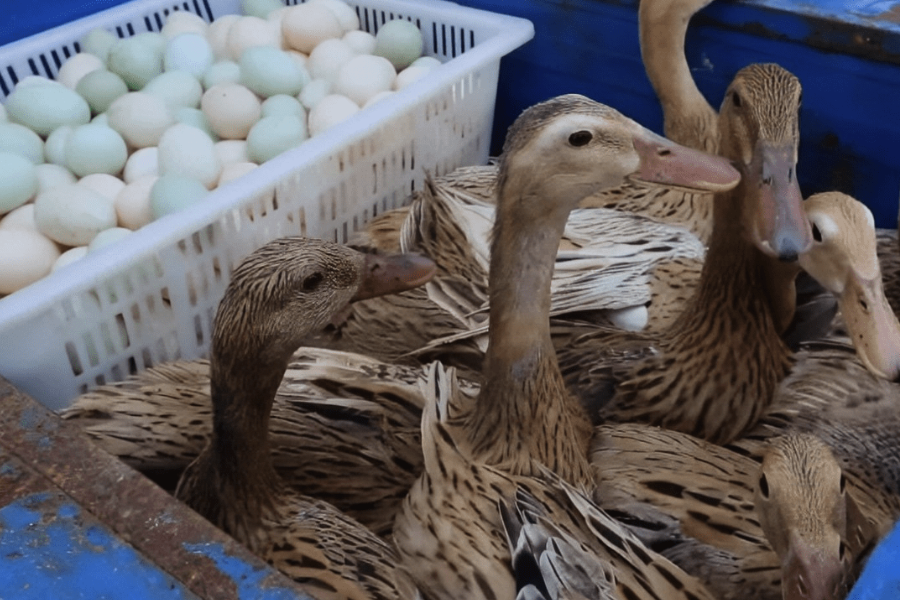 產蛋高峰期的鴨飼料怎么配制