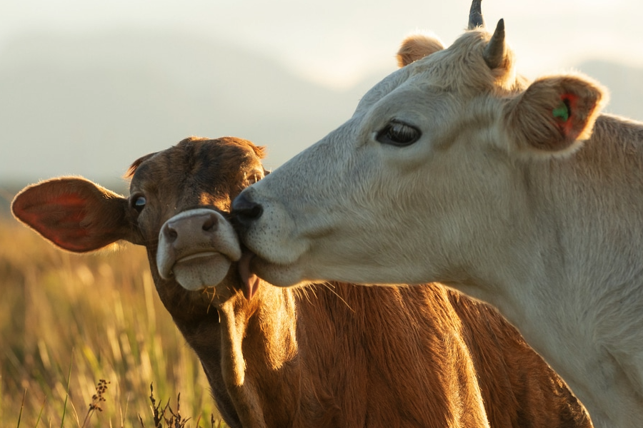 牛的動物性蛋白質飼料主要包括哪些？