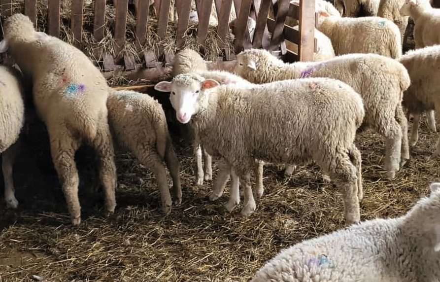 產奶母羊為什么冬季需要多汁飼料?