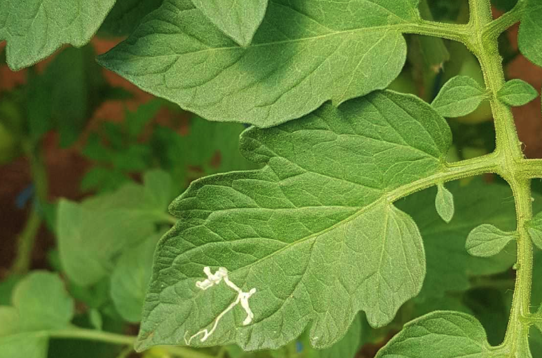 煙草芽蛾怎么通過(guò)機(jī)械或者人工消滅？