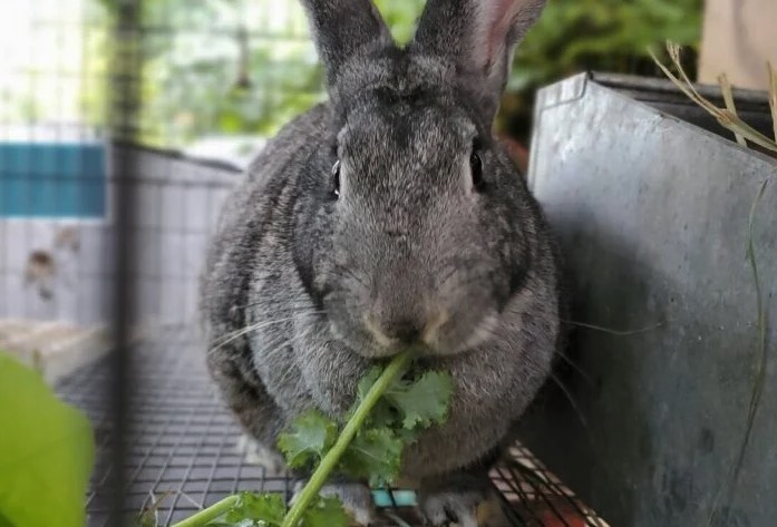 家兔飼料中的添加劑有哪些 ？