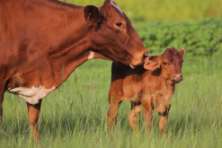 <strong>查理牛對飼料有什么要求，日飼料如何搭配？</strong>