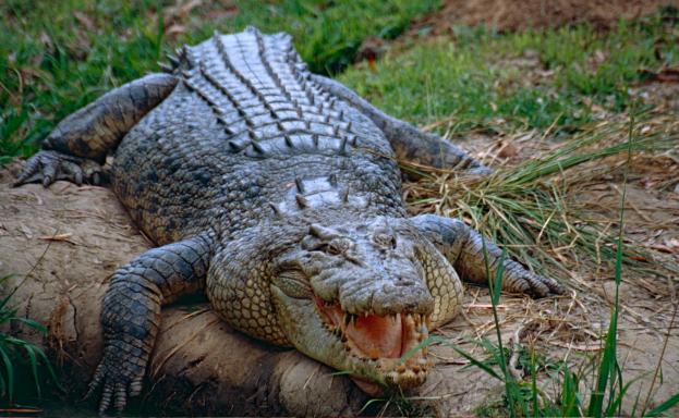 灣鱷是群居動物嗎 ？