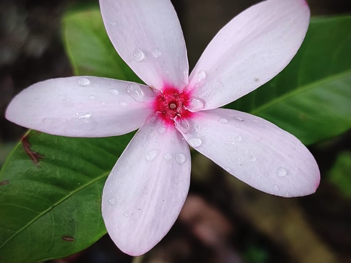 紅花蕊木怎么進行施肥管理？