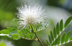 <strong>羽毛花的花朵形態特點?</strong>