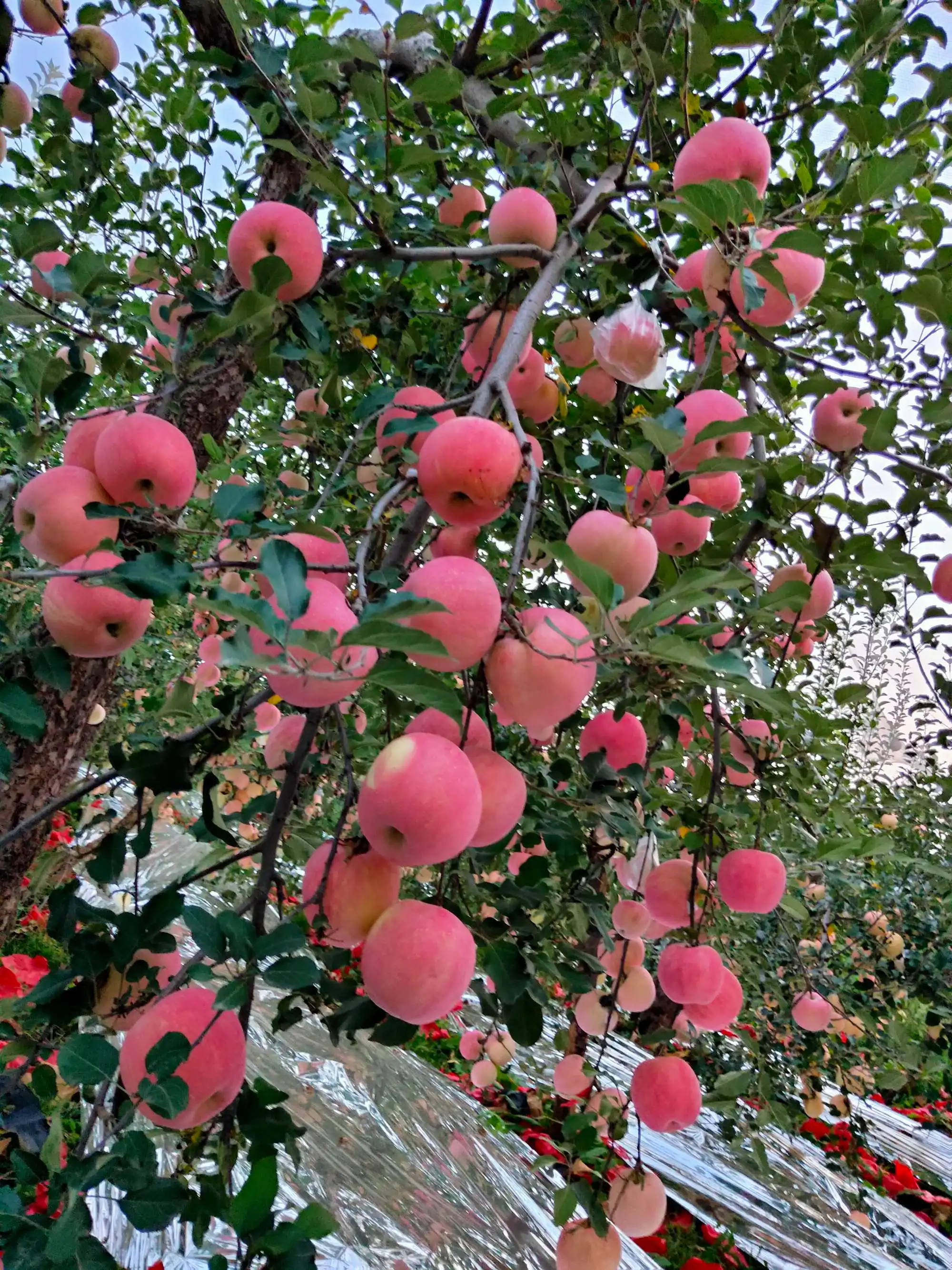 蘋果種植戶夏季如何預(yù)防病害及災(zāi)害天氣官方指南