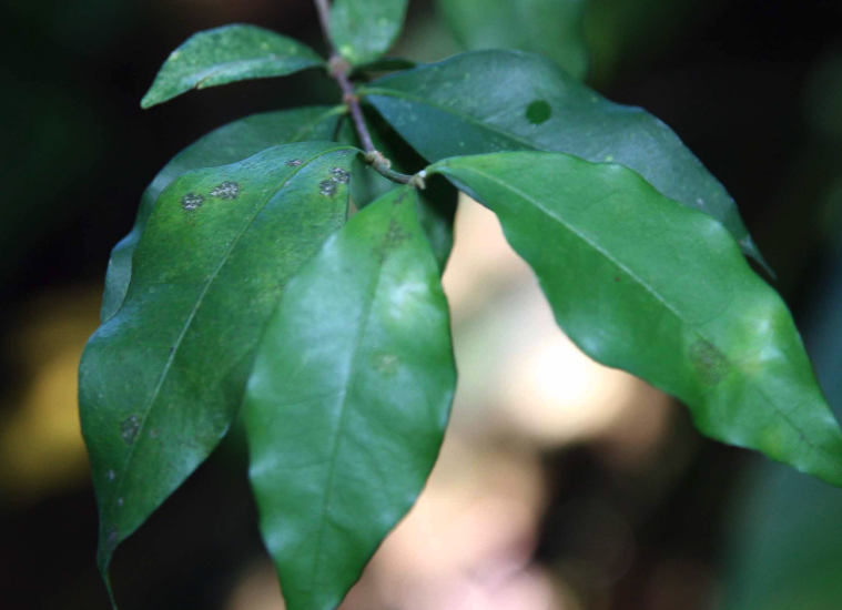 光葉黃褥花可以在高海拔地區(qū)種植嗎？