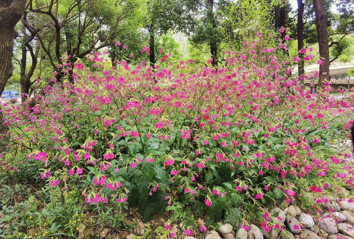 花煙草與煙草同名不同命，它的開花日期又是什么時候？