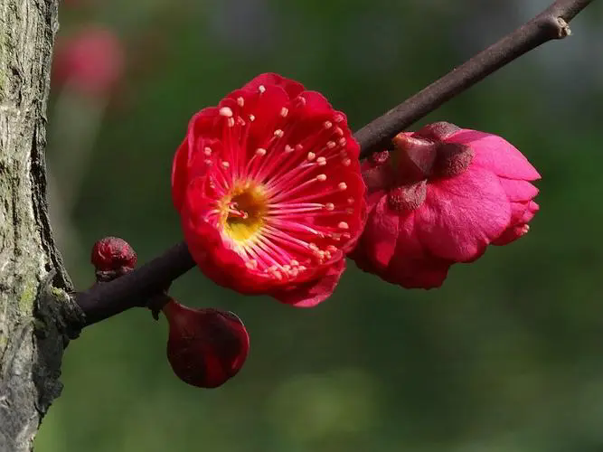 探尋梅花經典品種，解鎖冬日里的芬芳傳奇（附各品種圖片）