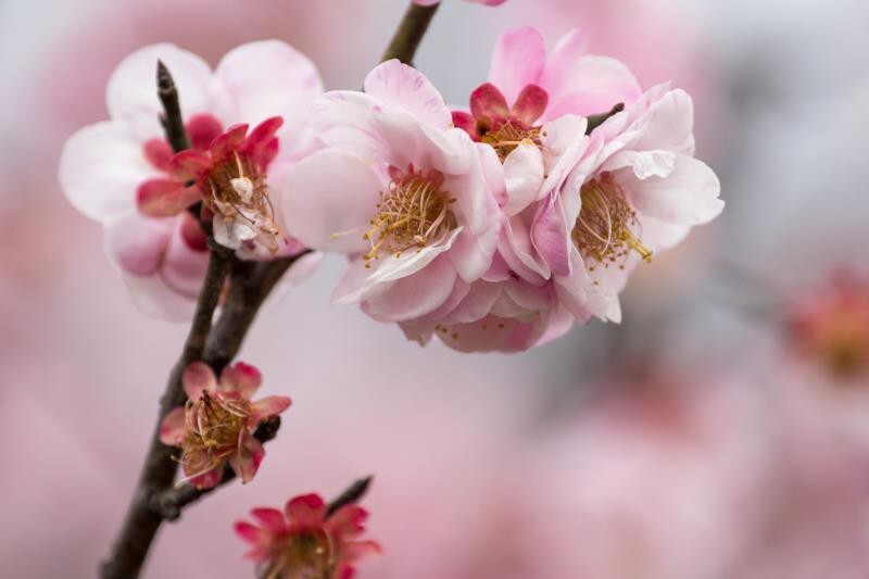 探尋梅花經典品種，解鎖冬日里的芬芳傳奇（附各品種圖片）