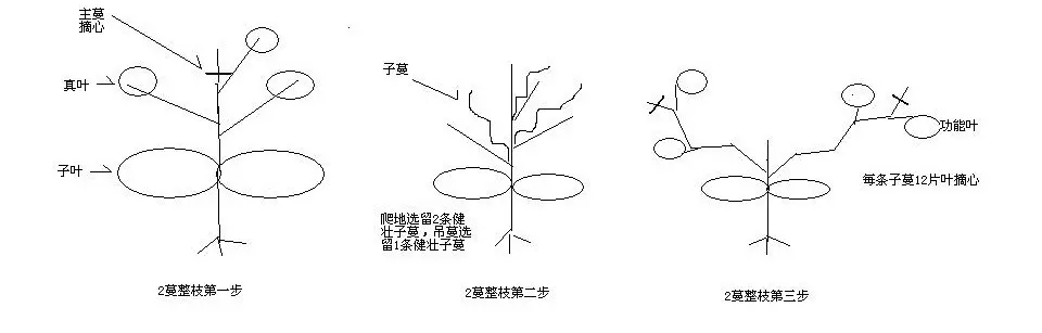 香瓜吊蔓種植術(shù)：立體空間里的甜蜜革命，產(chǎn)量飆升的秘密！