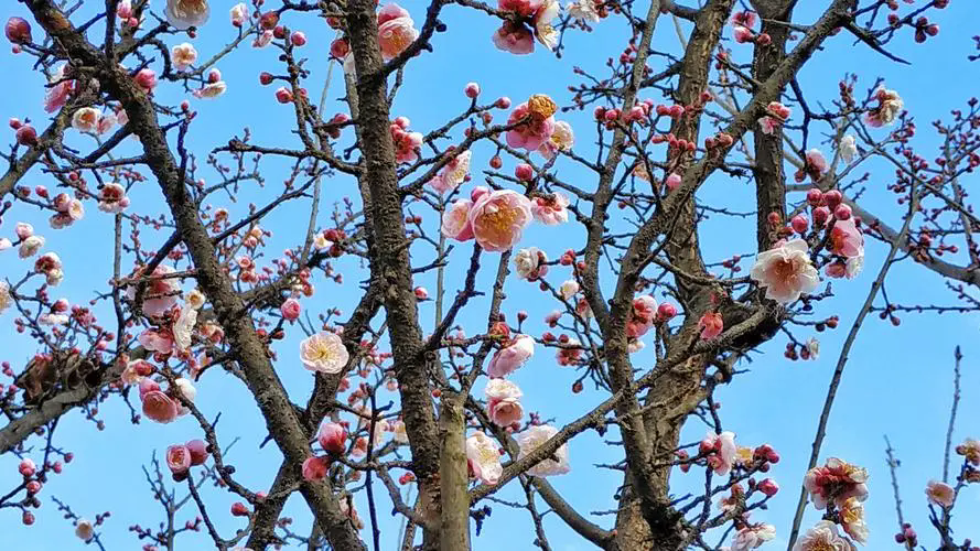 梅花樹結果子的真相，揭露梅花王國的隱秘魅力