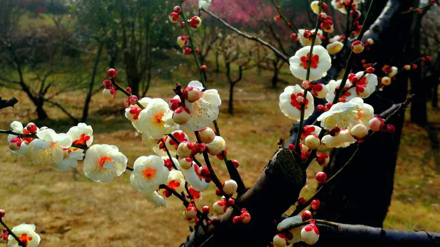 梅花樹結果子的真相，揭露梅花王國的隱秘魅力