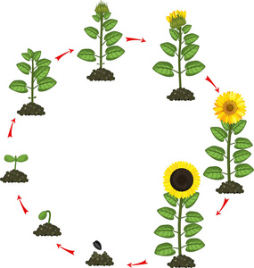 向日葵種子的種植生長旅程：春季播種到夏季綻放，記錄每一步養護與管理要點