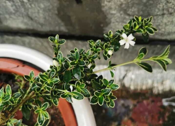 限時美景預警！六月雪開花時間揭曉，錯過即是遺憾的開始！