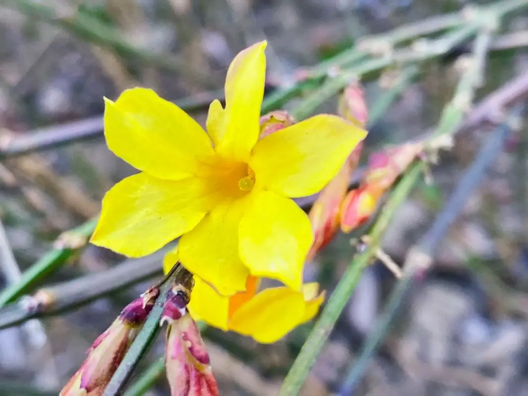 迎春綻放，色彩斑斕：一探迎春花的樣子、氣味及其獨(dú)特生態(tài)之美！