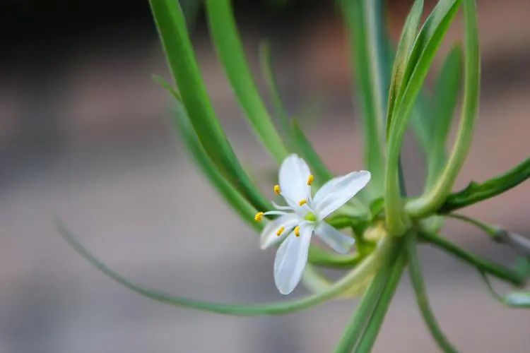 植物界的身份迷思：吊蘭，你究竟是不是蘭花家族的一員？