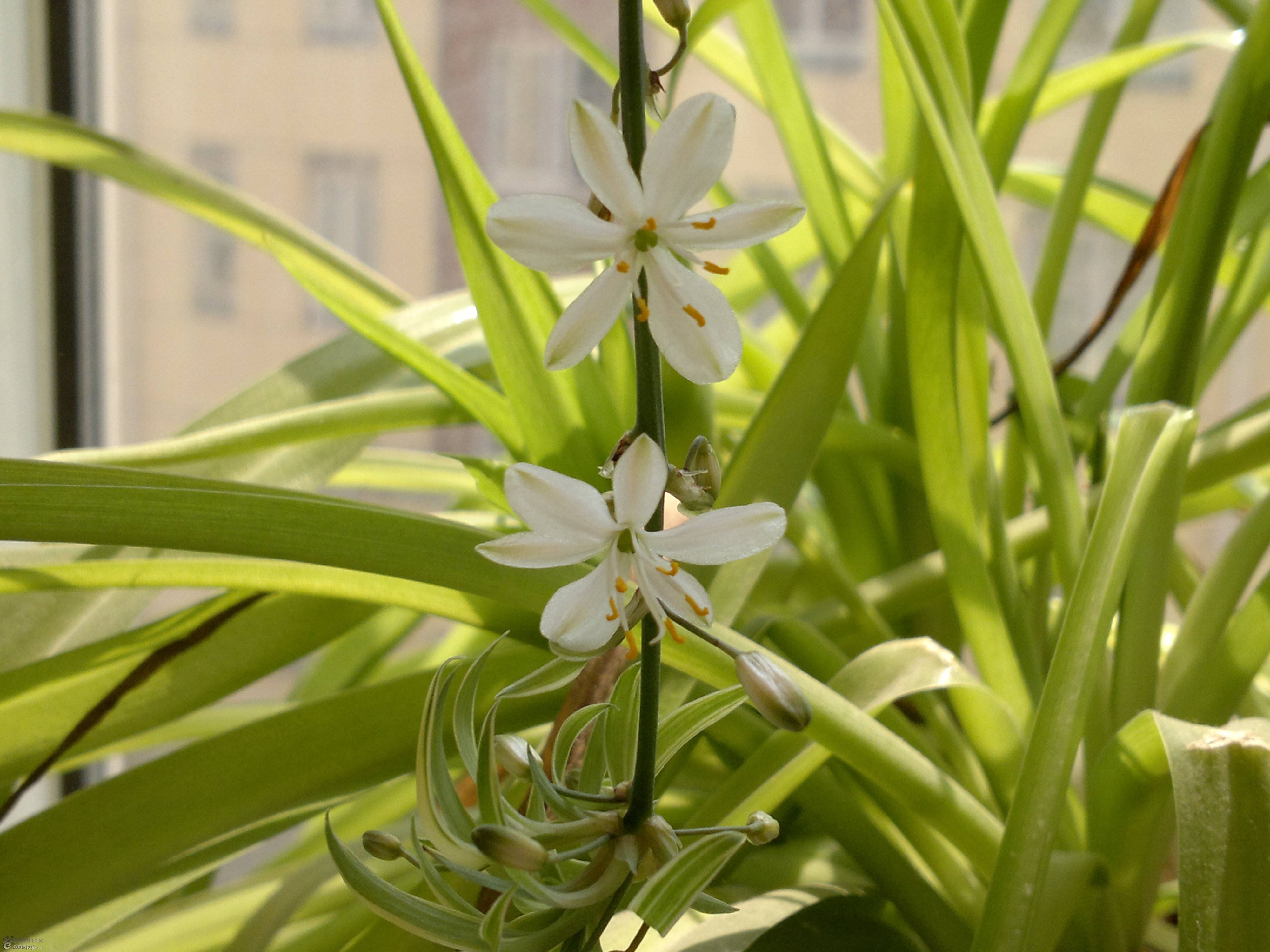 植物界的身份迷思：吊蘭，你究竟是不是蘭花家族的一員？