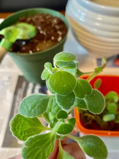 綠植新寵碰碰香扦插生根技巧，輕松打造滿室芬芳