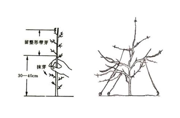 山竹果樹怎樣修剪枝條？果樹修剪新法讓果實如繁星般璀璨。