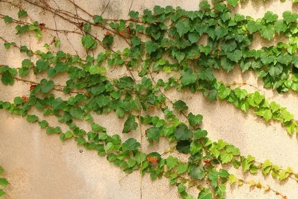 常春藤是爬山虎植物嗎？從科屬到習性都不同的兩大明星綠植。