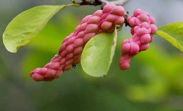 <b>玉蘭花樹會果實結果嗎？果實美麗與食用禁忌真相</b>