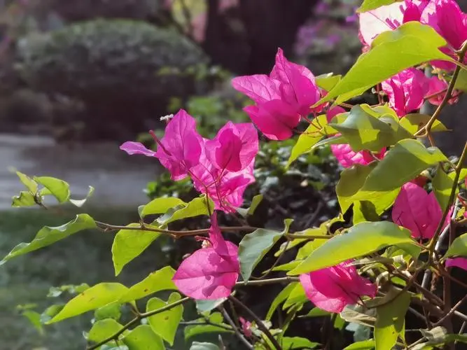 三角梅營養液配制方法和用法，綻放無限花海，